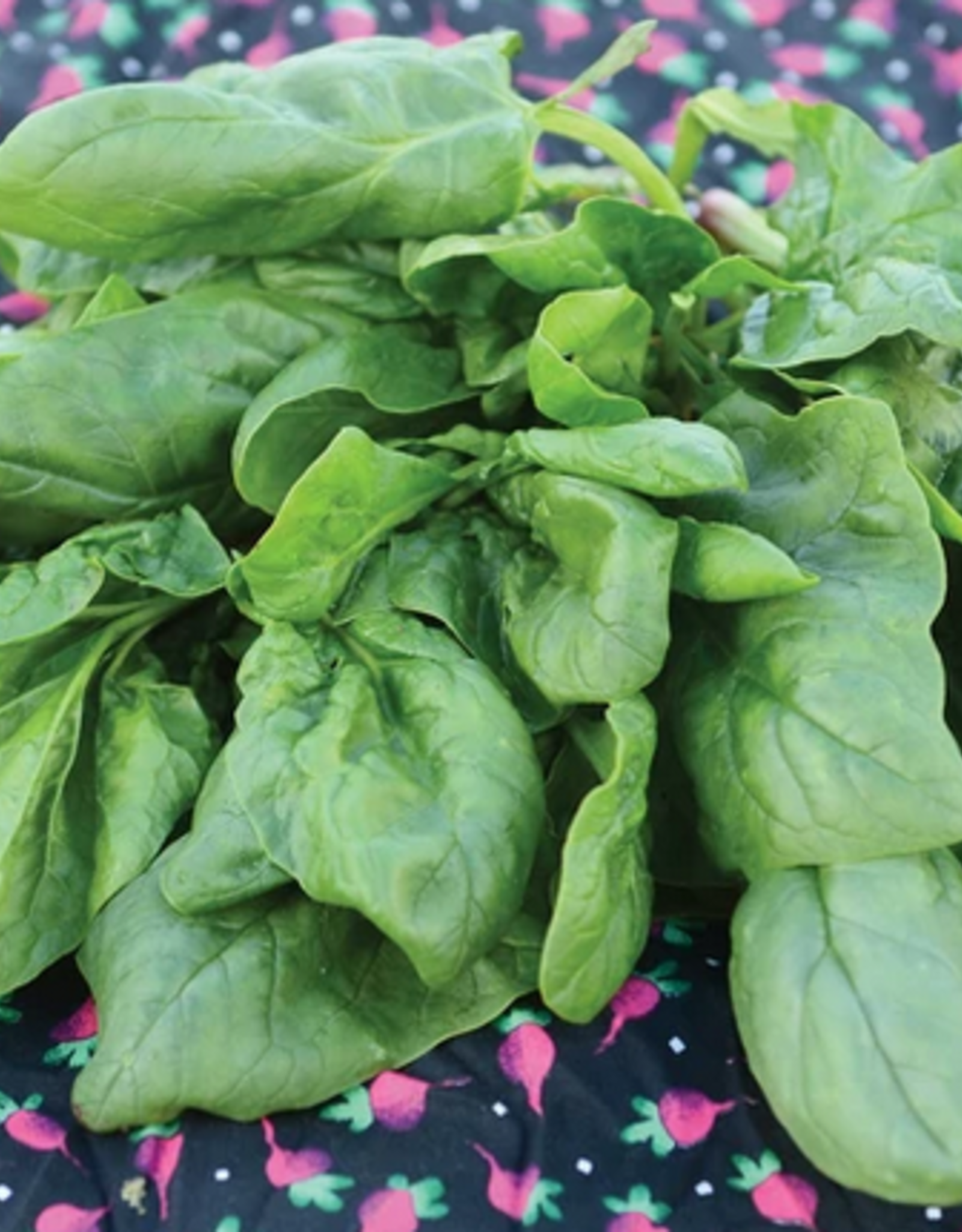 Territorial Seed Company SPINACH OLYMPIA 5 grams
