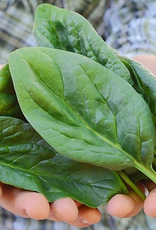 Territorial Seed Company SPINACH LAKESIDE 5 grams