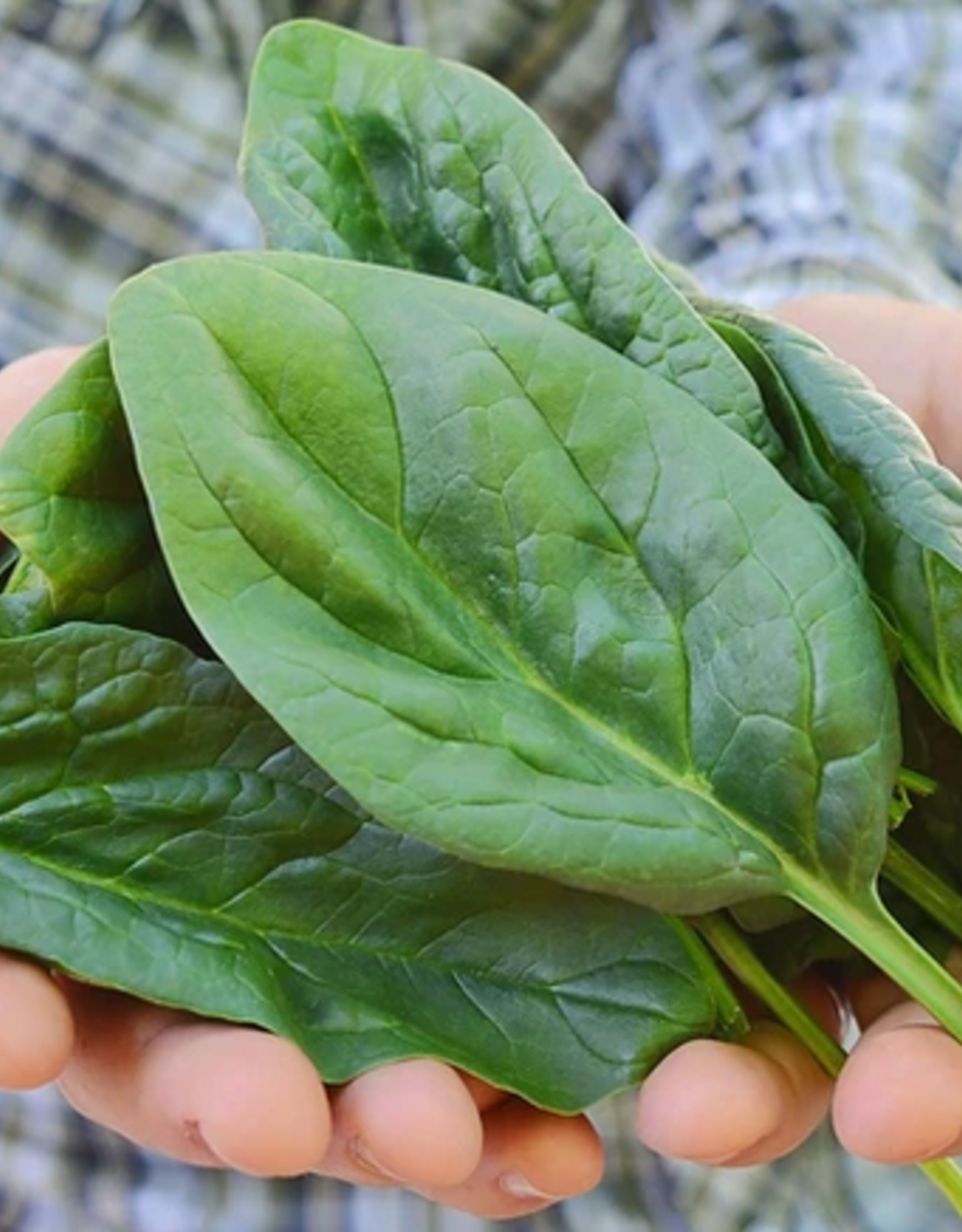 Territorial Seed Company SPINACH LAKESIDE 5 grams