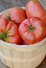 Territorial Seed Company TOMATO BRANDYWINE 1/8 gram