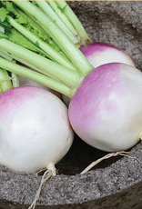 Territorial Seed Company TURNIP PURPLE TOP WHITE GLOBE 2 grams