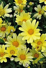 Proven Winners Argyrathemum Golden Butterfly PW 3.5 in Marguerite Daisy