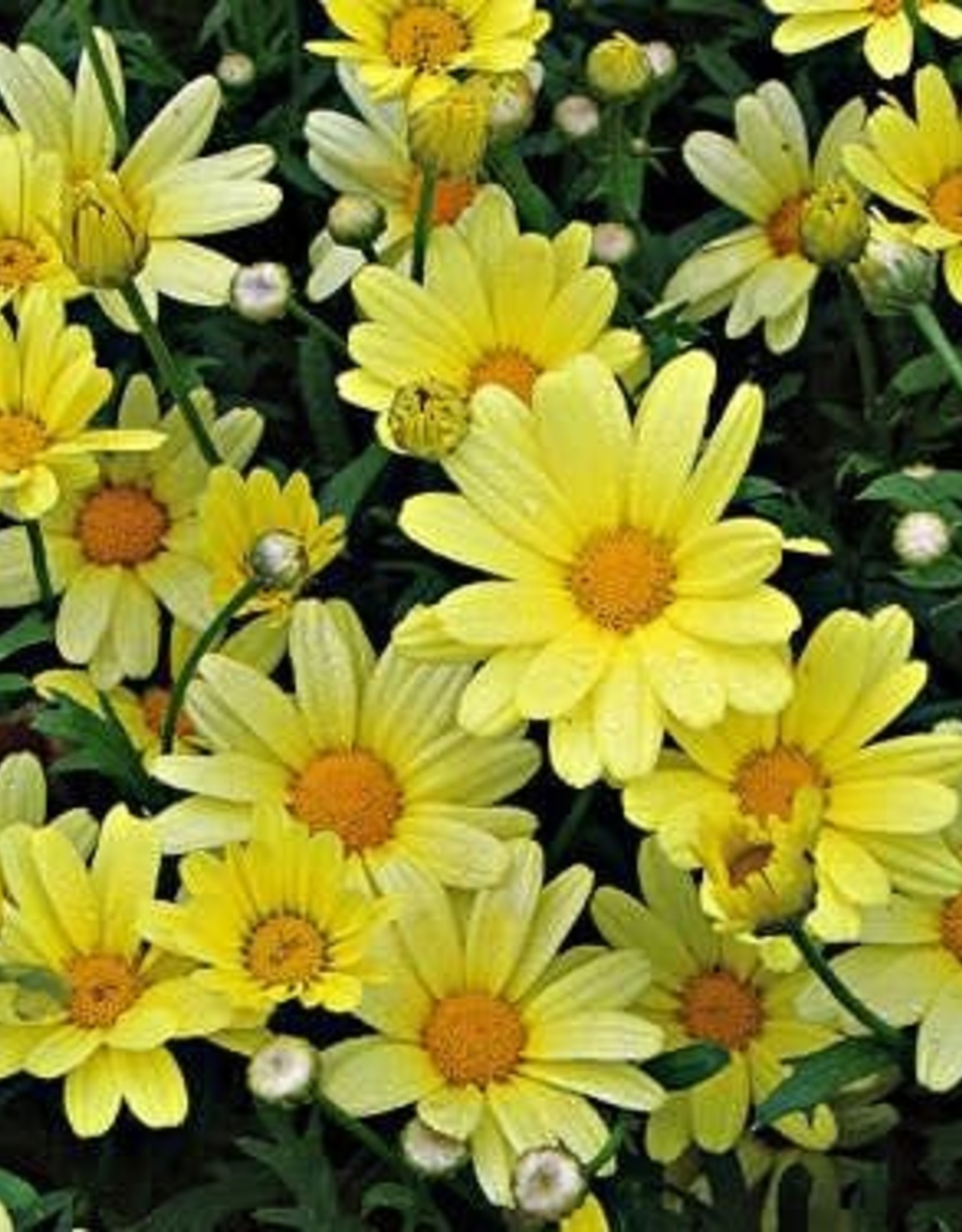 Proven Winners Argyrathemum Golden Butterfly PW 3.5 in Marguerite Daisy
