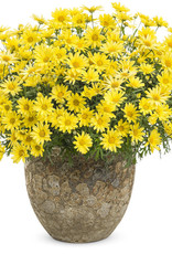 Proven Winners Argyrathemum Golden Butterfly PW 3.5 in Marguerite Daisy