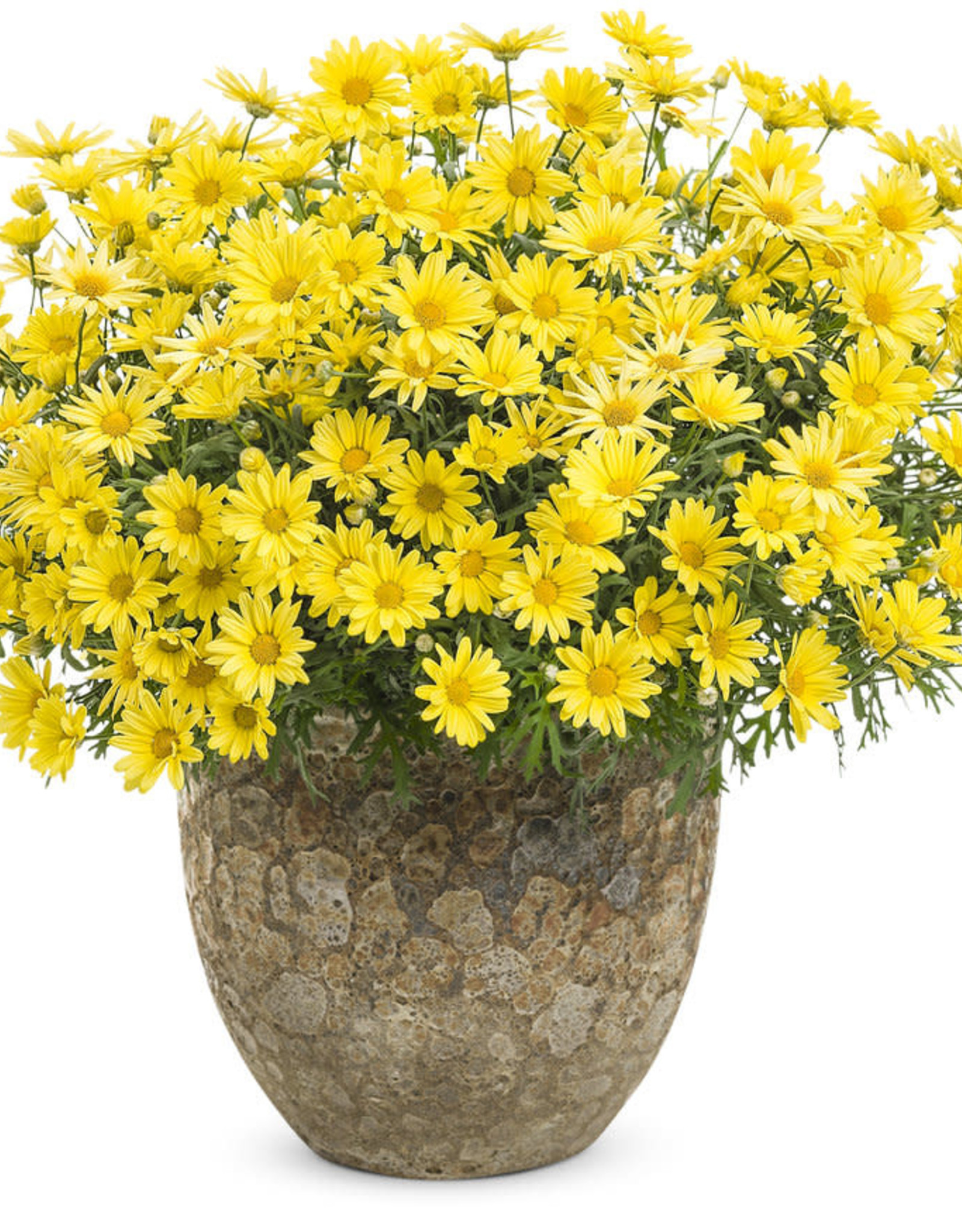 Proven Winners Argyrathemum Golden Butterfly PW 3.5 in Marguerite Daisy