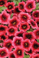 Proven Winners Superbells® Watermelon Punch™ PW  3.5in Calibrachoa