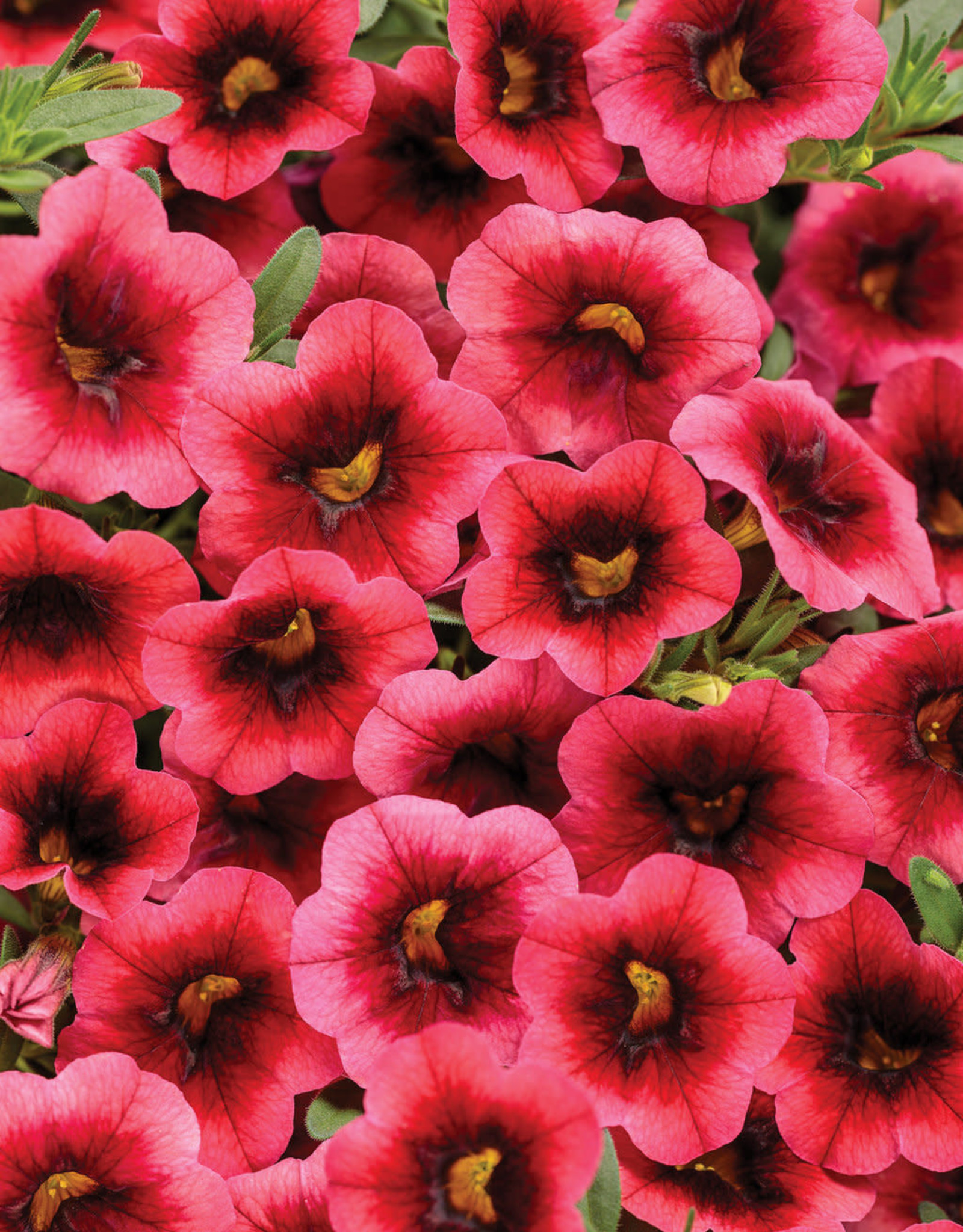 Proven Winners Superbells® Watermelon Punch™ PW  3.5in Calibrachoa