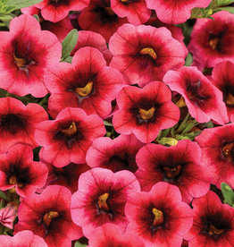 Proven Winners Calibrachoa Superbells® Watermelon Punch™ PW  3.5in