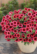 Proven Winners Superbells® Watermelon Punch™ PW  3.5in Calibrachoa