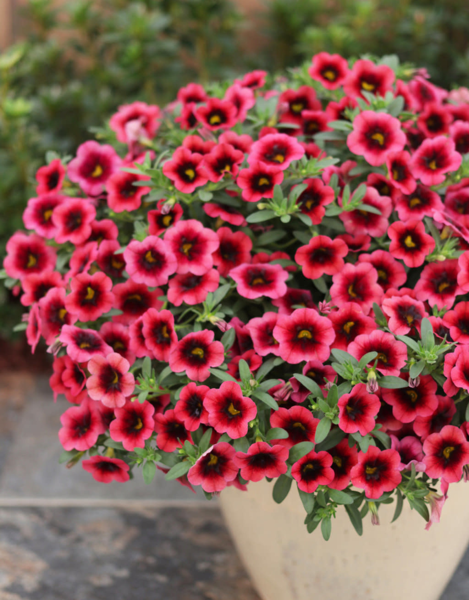 Proven Winners Superbells® Watermelon Punch™ PW  3.5in Calibrachoa