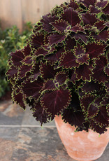 Proven Winners Coleus ColorBlaze® Wicked Witch™ PW 4in -Solenostemon