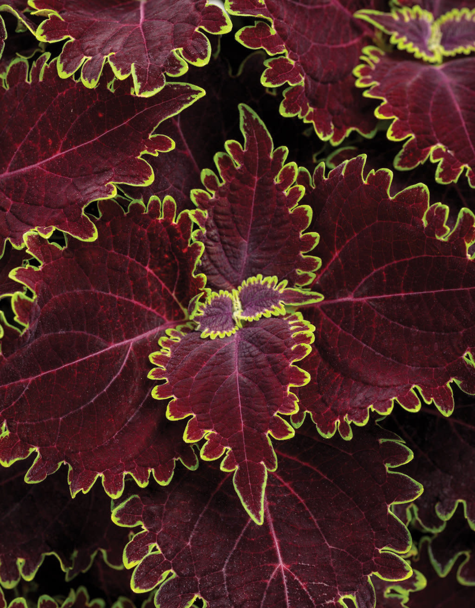 Proven Winners Coleus ColorBlaze® Wicked Witch™ PW 4in -Solenostemon