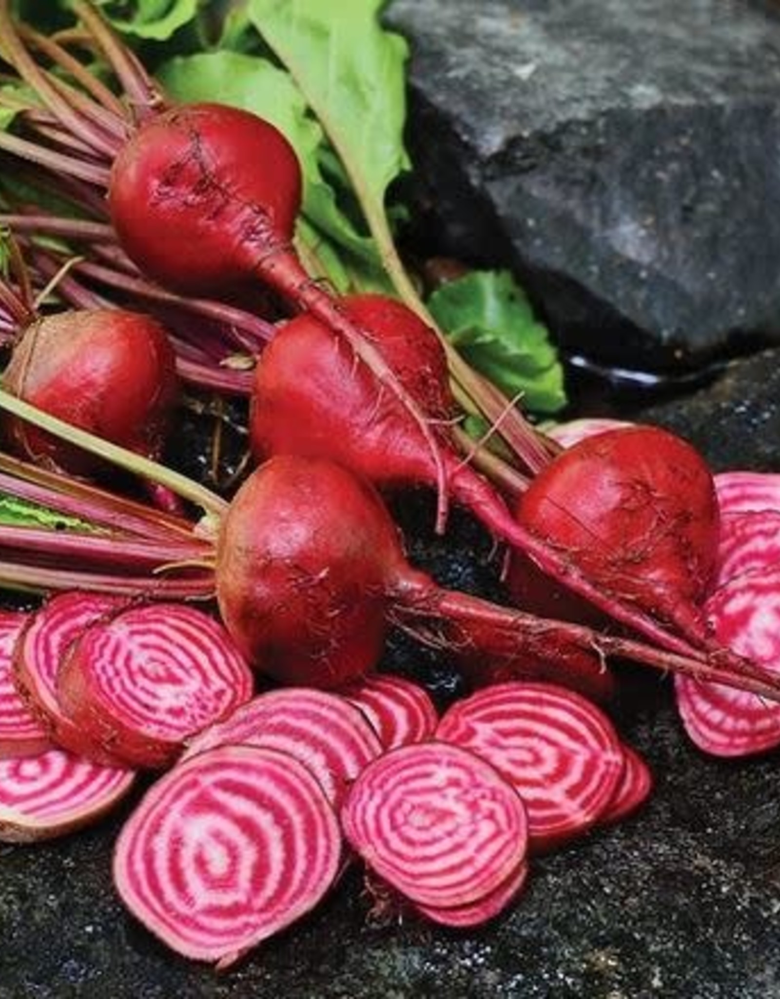 Territorial Seed Company BEET CHIOGGIA 5 grams