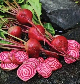 Territorial Seed Company BEET CHIOGGIA 5 grams