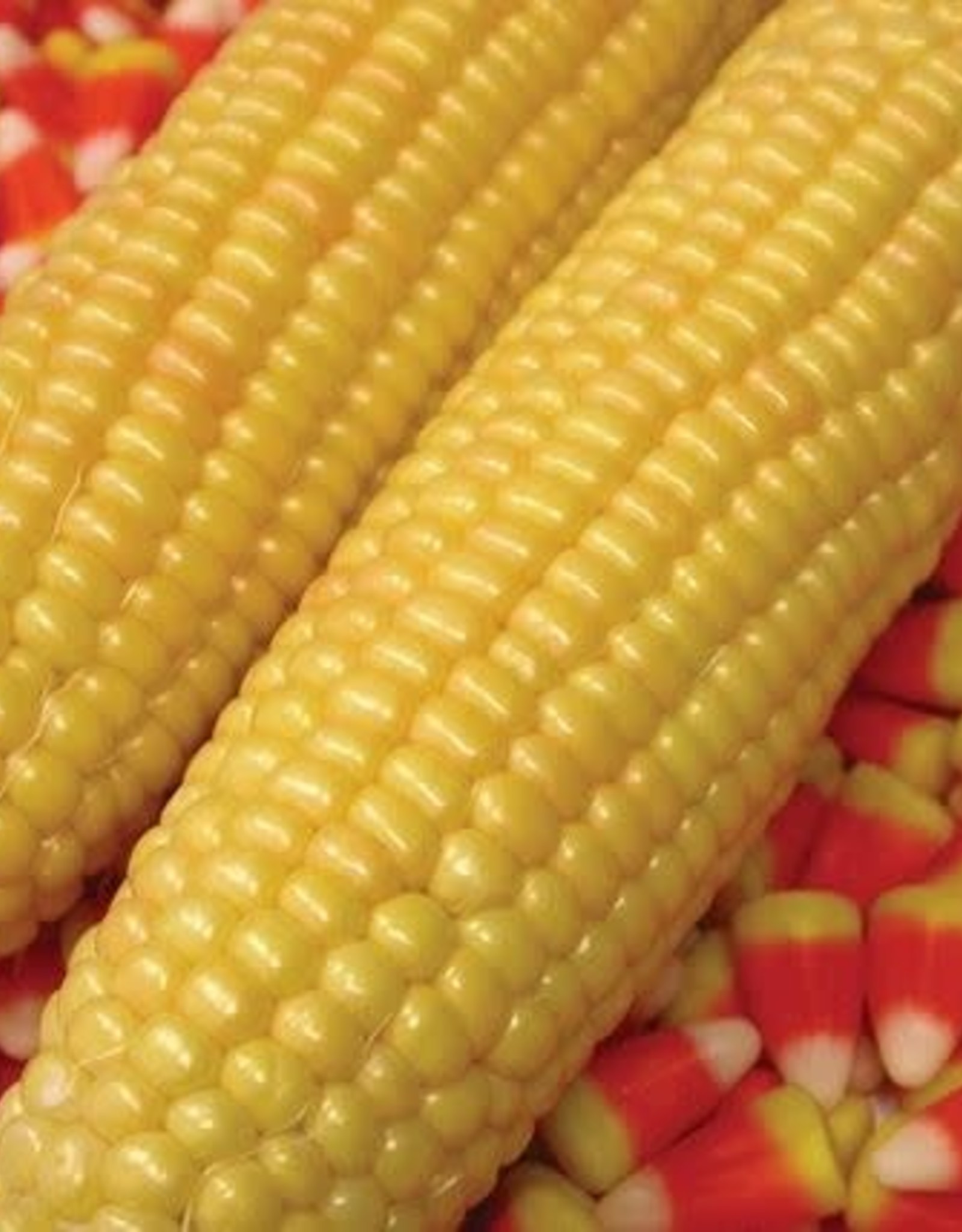 Territorial Seed Company CORN KANDY KORN 1 ounce