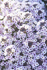 Proven Winners Lobularia  Blushing Princess® Sweet Alyssum PW 3.5 in