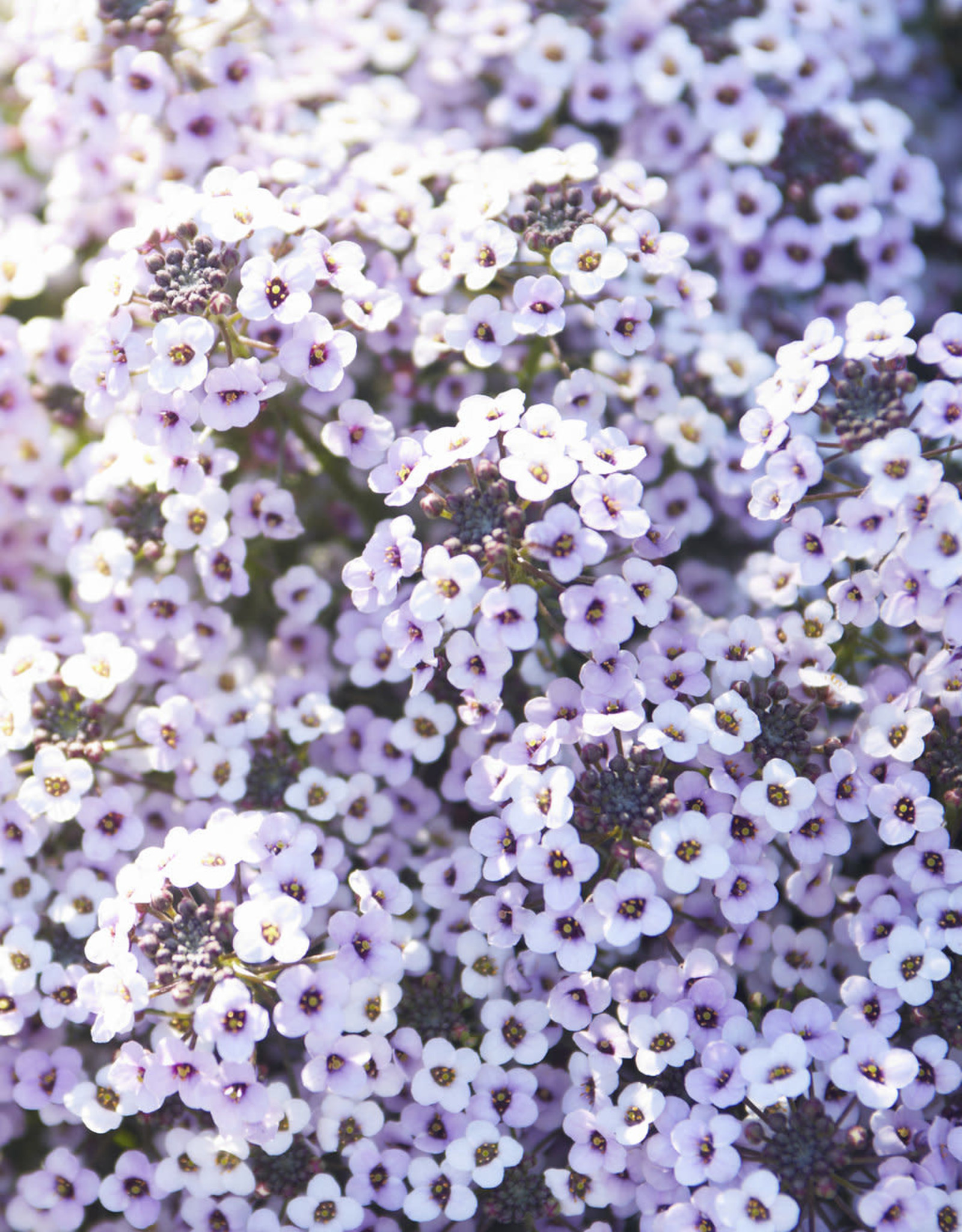 Proven Winners Lobularia  Blushing Princess® Sweet Alyssum PW 3.5 in