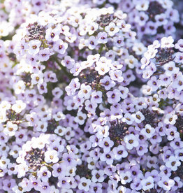 Proven Winners Lobularia  Blushing Princess® Sweet Alyssum PW 3.5 in