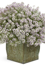 Proven Winners Lobularia  Blushing Princess® Sweet Alyssum PW 3.5 in