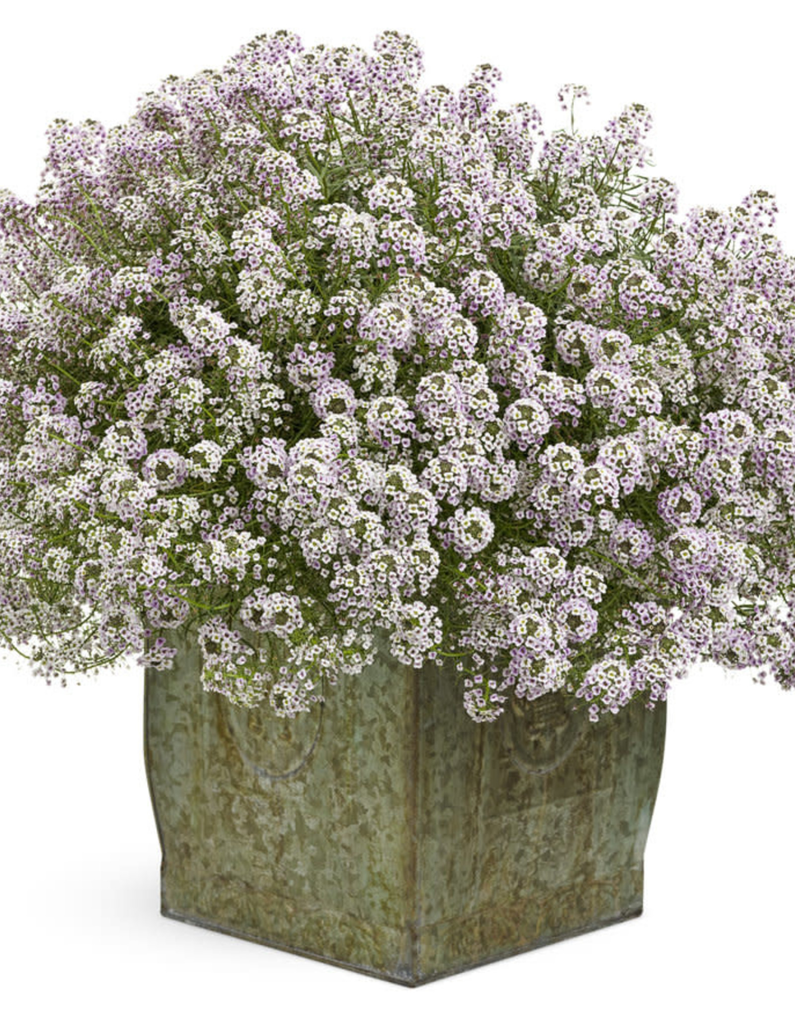 Proven Winners Lobularia  Blushing Princess® Sweet Alyssum PW 3.5 in
