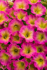 Proven Winners Petunia Supertunia® Daybreak Charm PW 3.5 in Petunia
