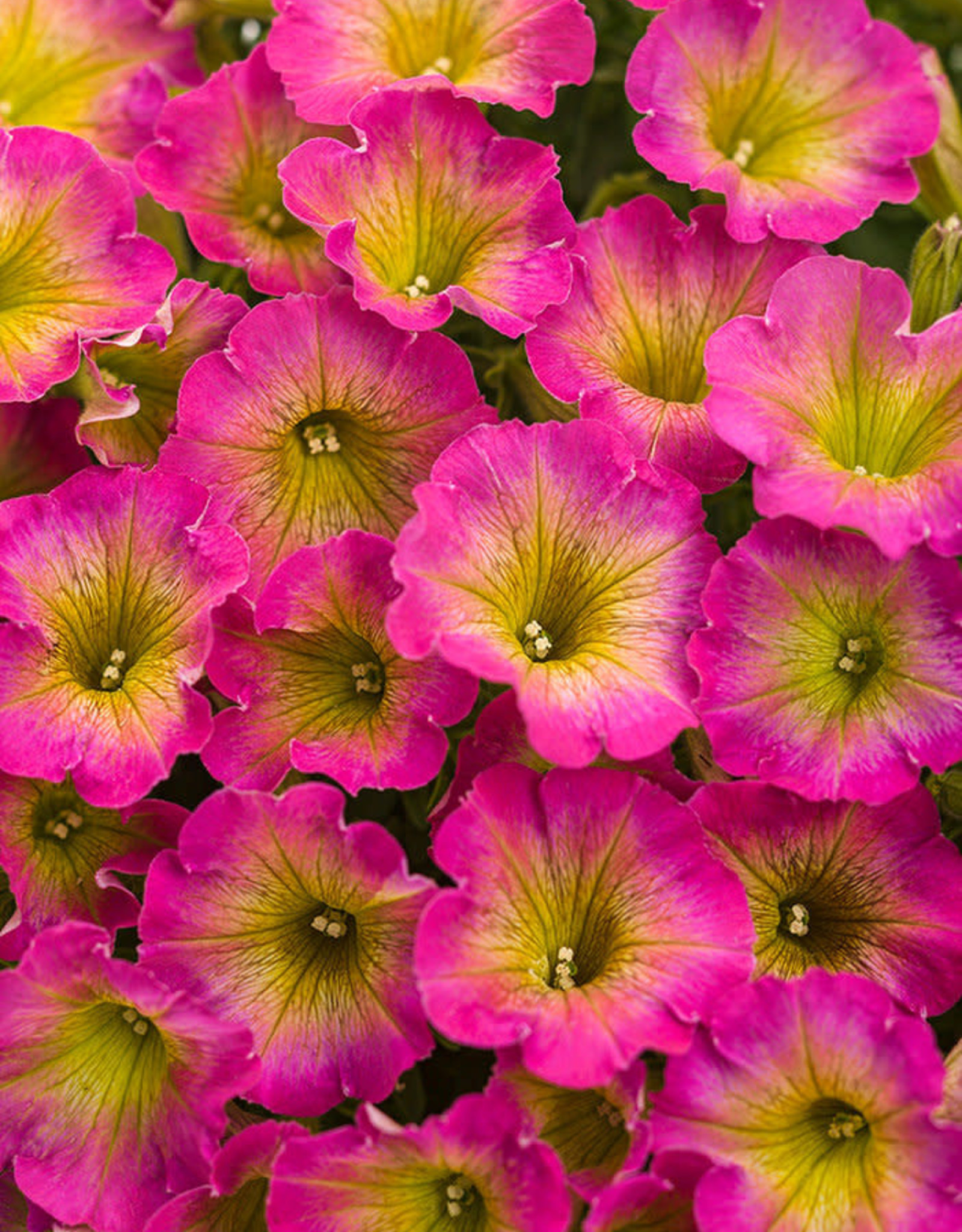 Proven Winners Petunia Supertunia® Daybreak Charm PW 3.5 in Petunia