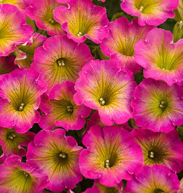 Proven Winners Petunia Supertunia® Daybreak Charm PW 3.5 in Petunia