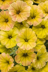Proven Winners Petunia Supertunia® Honey™ Petunia PW 3.5 in