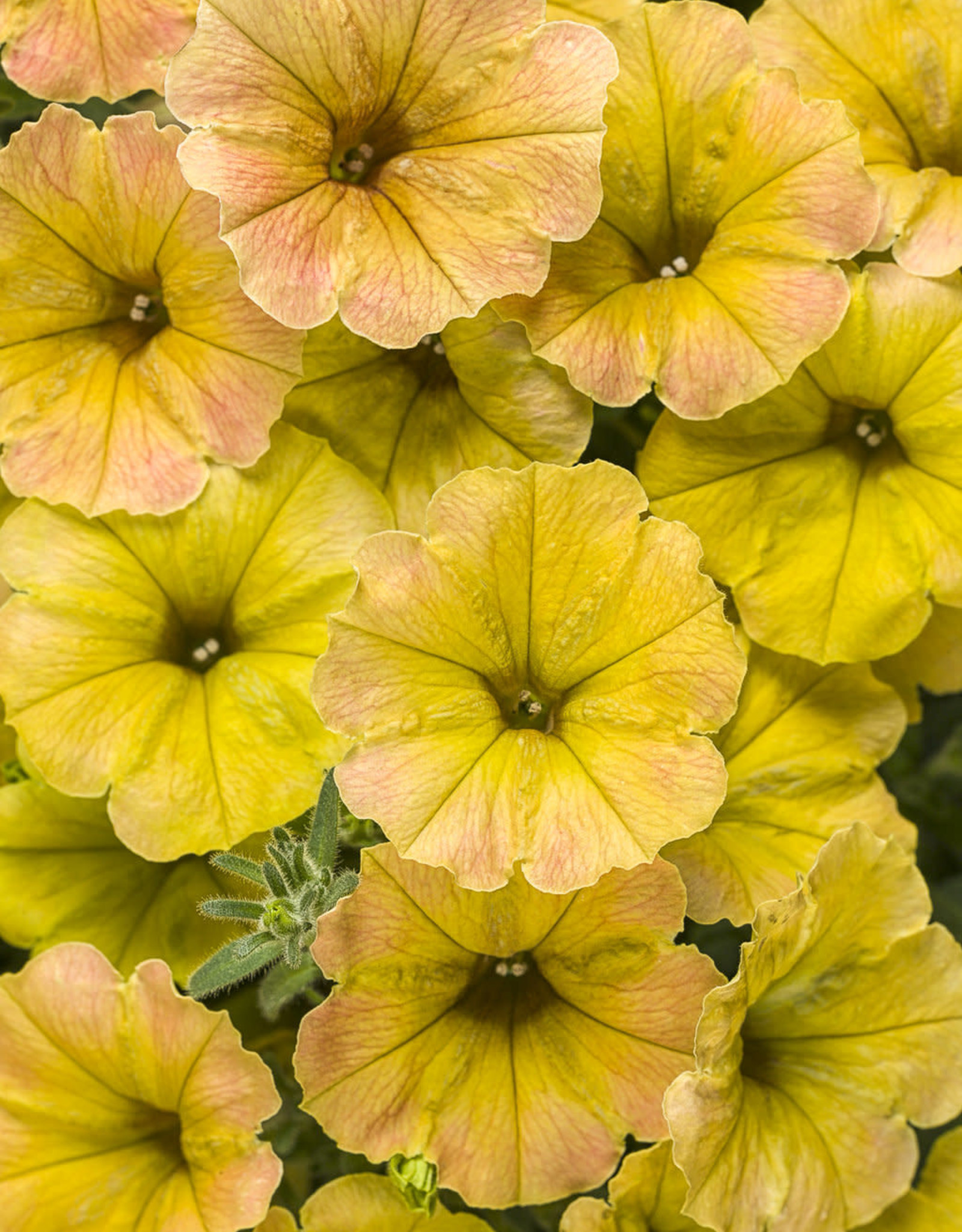 Proven Winners Petunia Supertunia® Honey™ Petunia PW 3.5 in