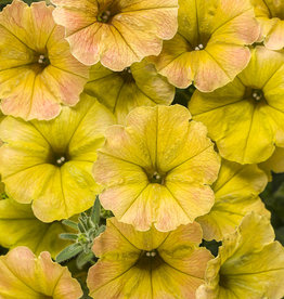 Proven Winners Petunia Supertunia® Honey™ Petunia PW 3.5 in
