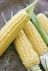 Territorial Seed Company CORN SILVER QUEEN 1 ounce