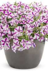 Proven Winners Petunia Supertunia® Lovie Dovie™ PW 3.5 in