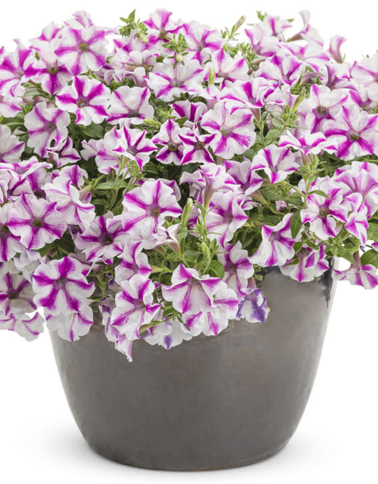 Proven Winners Petunia Supertunia® Lovie Dovie™ PW 3.5 in