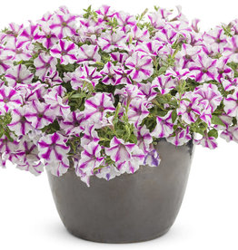 Proven Winners Petunia Supertunia® Lovie Dovie™ PW 3.5 in