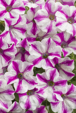 Proven Winners Petunia Supertunia® Lovie Dovie™ PW 3.5 in