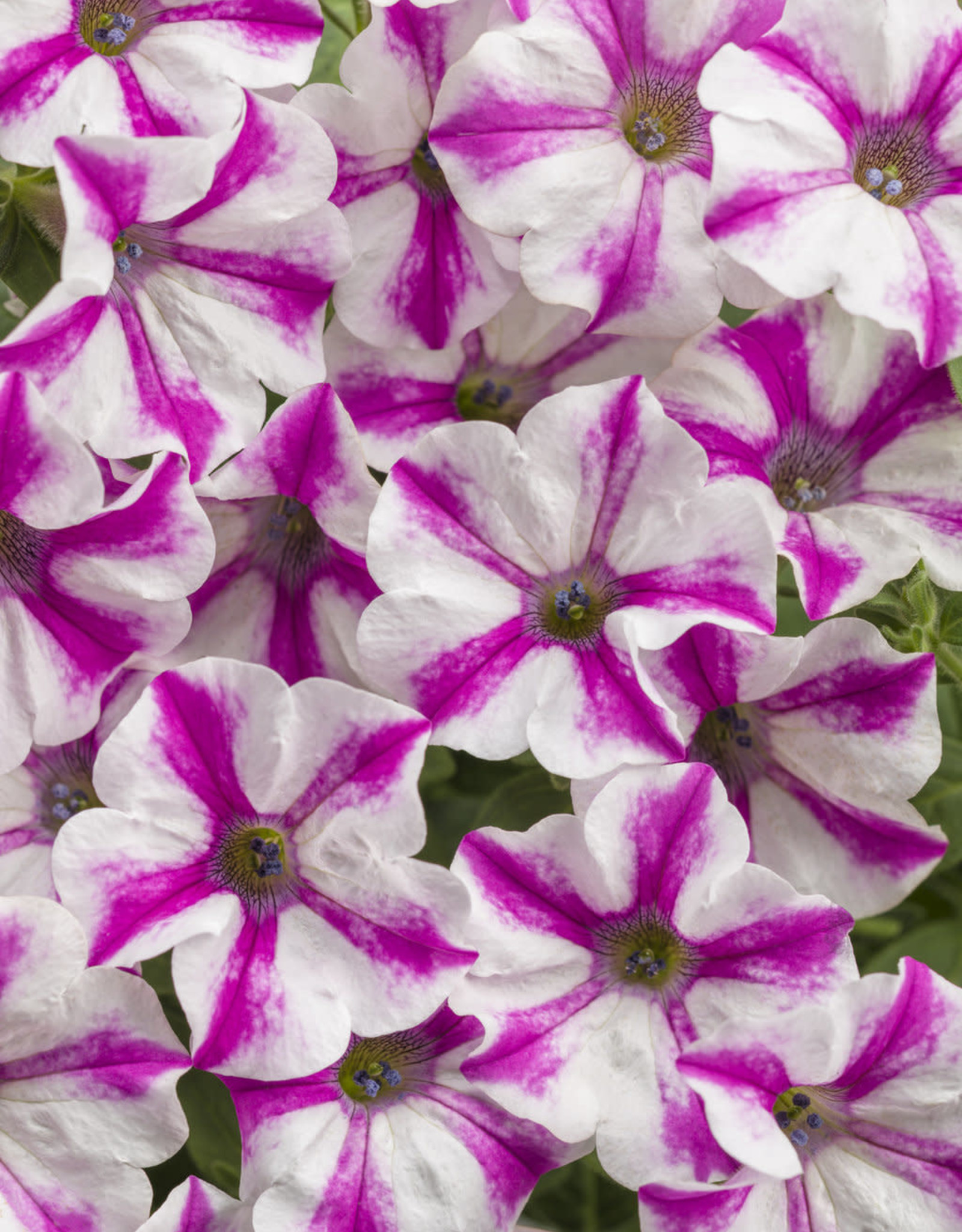 Proven Winners Petunia Supertunia® Lovie Dovie™ PW 3.5 in