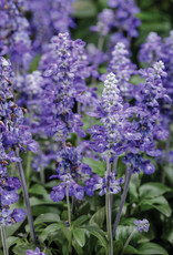 Salvia farinacea  Unplugged® So Blue™ 3.5 in Mealycup Sage