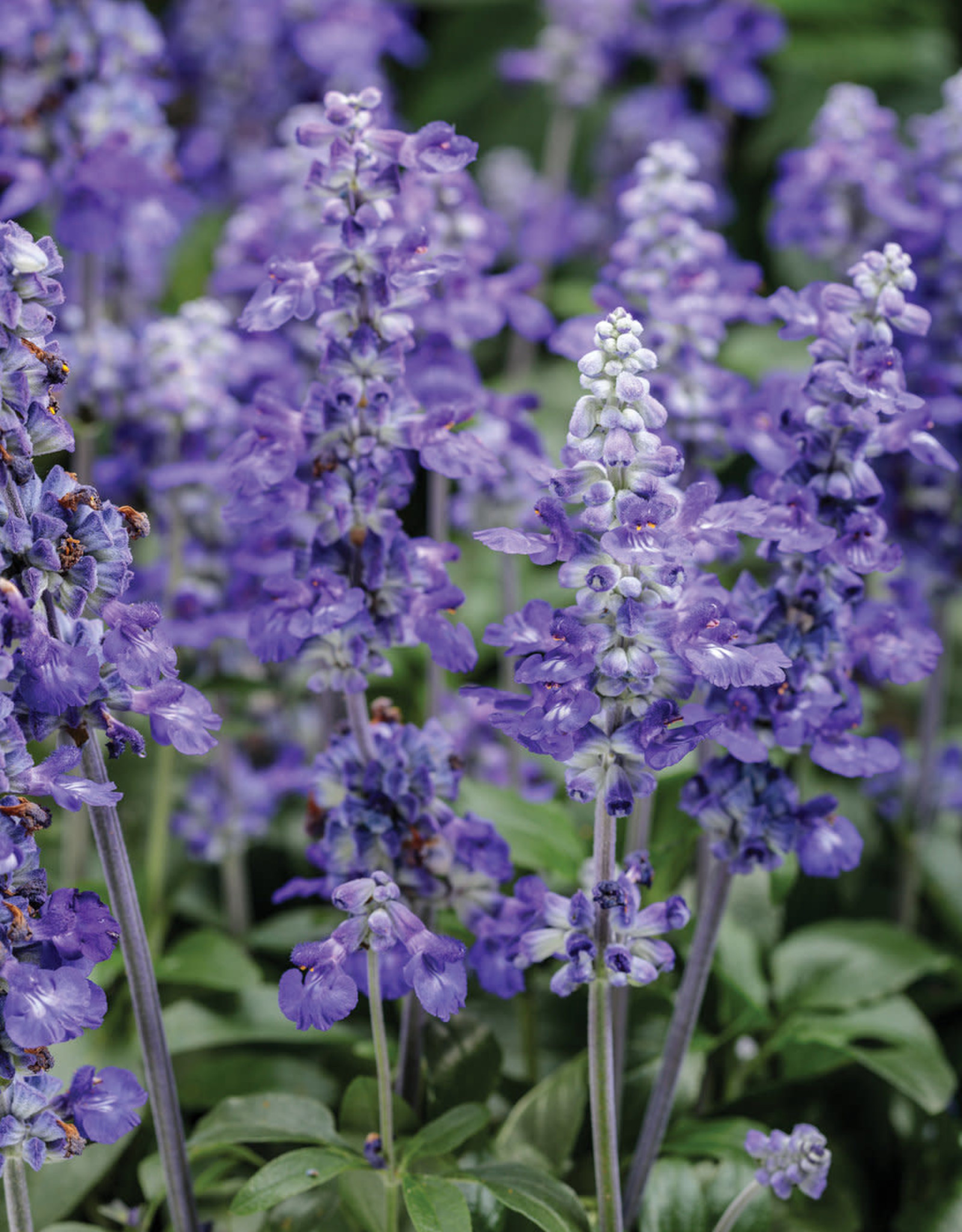 Salvia farinacea  Unplugged® So Blue™ 3.5 in Mealycup Sage