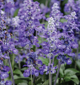 Salvia farinacea  Unplugged® So Blue™ 3.5 in Mealycup Sage