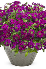 Proven Winners Superbena Royale® Plum Wine PW 3.5 in Verbena