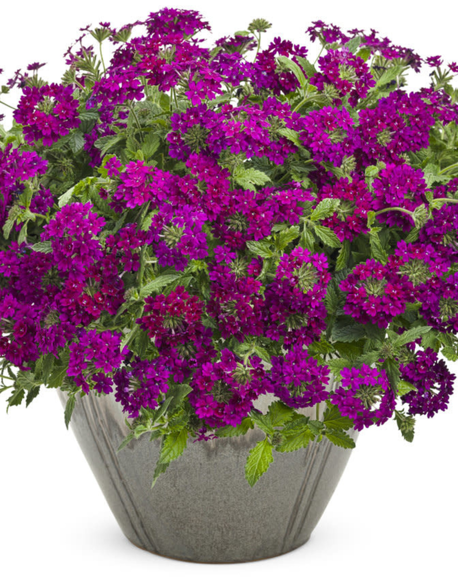 Proven Winners Superbena Royale® Plum Wine PW 3.5 in Verbena