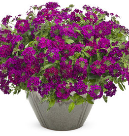 Proven Winners Superbena Royale® Plum Wine PW 3.5 in Verbena