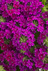 Proven Winners Superbena Royale® Plum Wine PW 3.5 in Verbena