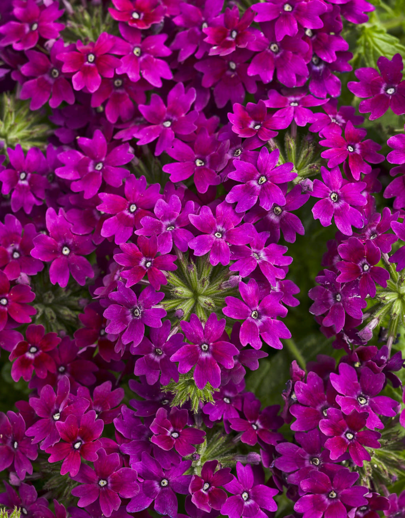 Proven Winners Superbena Royale® Plum Wine PW 3.5 in Verbena