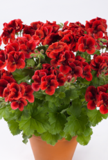 Esbenshades Greenhouses Pelargonium Candy Flowers® Bright Red 3.5 inch (Geranium)