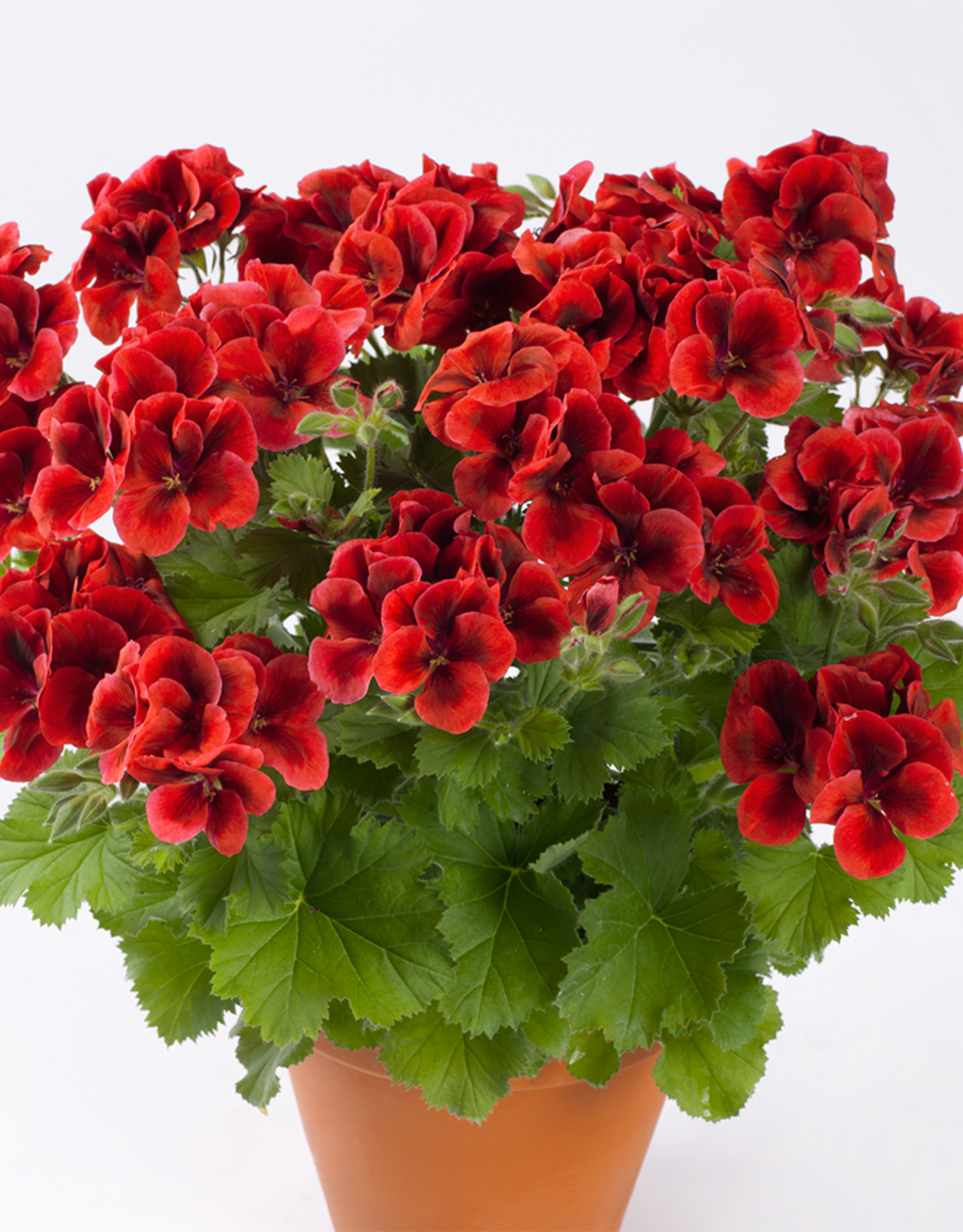 Esbenshades Greenhouses Pelargonium Candy Flowers® Bright Red 3.5 inch (Geranium)