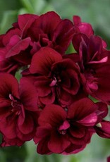 Pelargonium IVY Royal™ Dark Burgundy 3.5in
