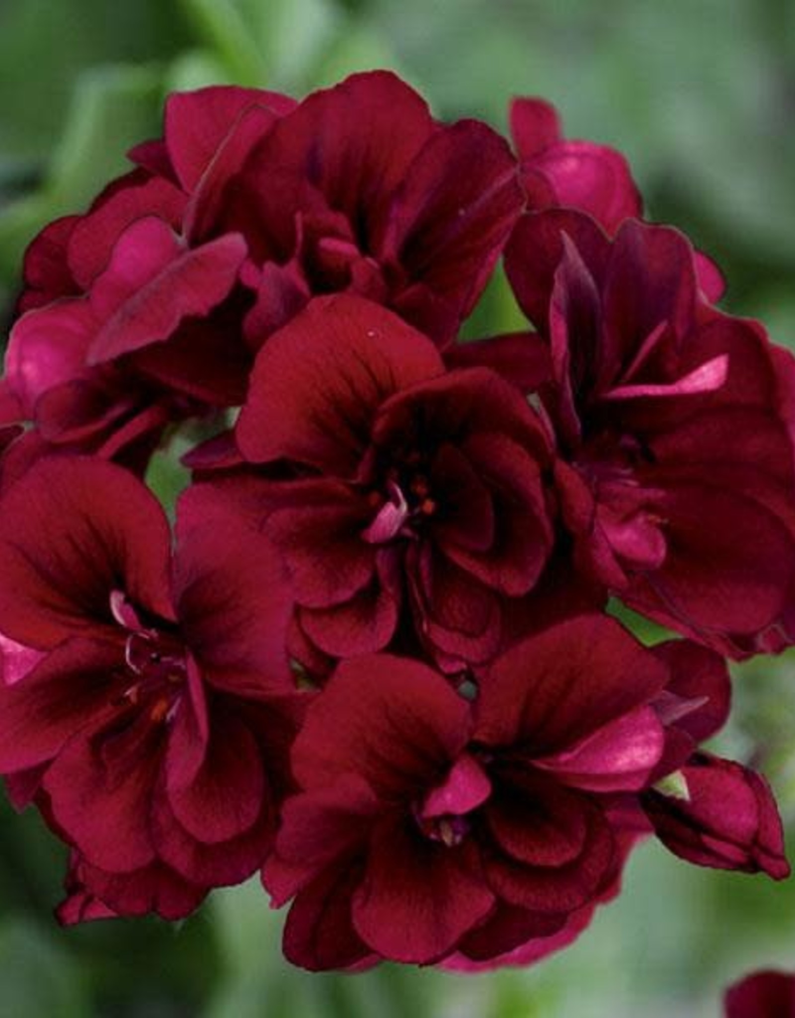 Pelargonium IVY Royal™ Dark Burgundy 3.5in