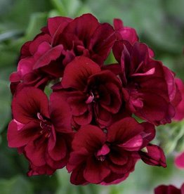 Pelargonium IVY Royal™ Dark Burgundy 3.5in