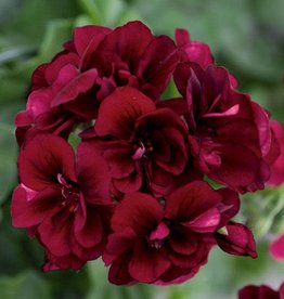 Pelargonium IVY Royal™ Dark Burgundy 3.5in